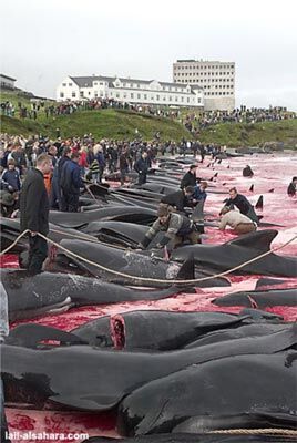 Криваве море: вбивство дельфінів заради задоволення. ФОТОШОК