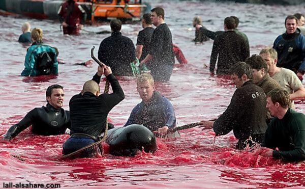Криваве море: вбивство дельфінів заради задоволення. ФОТОШОК