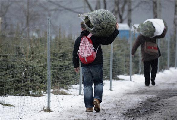 Полювання на різдвяні ялинки в Німеччині