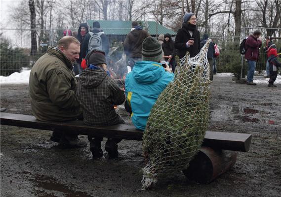 Полювання на різдвяні ялинки в Німеччині