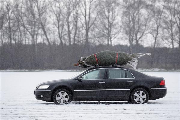 Полювання на різдвяні ялинки в Німеччині