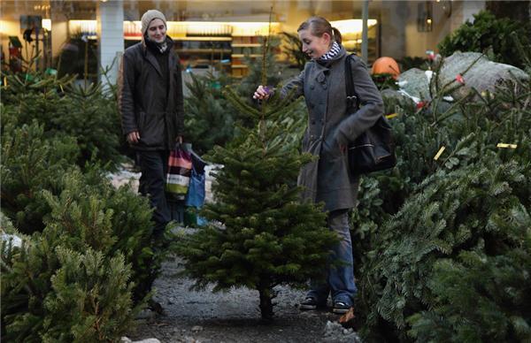 Полювання на різдвяні ялинки в Німеччині