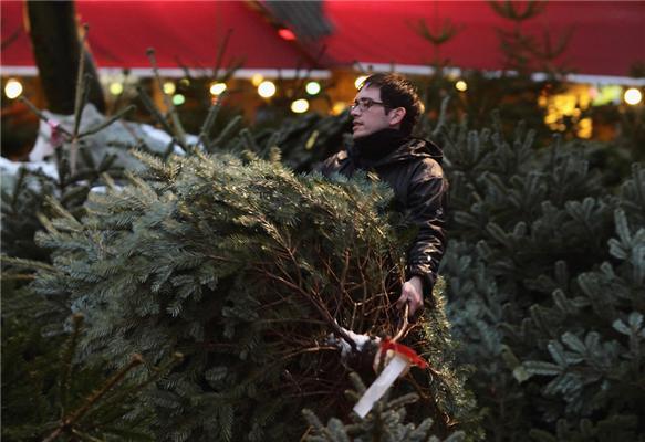 Полювання на різдвяні ялинки в Німеччині