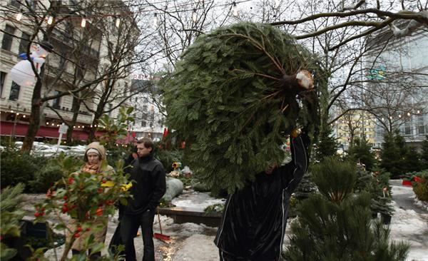 Полювання на різдвяні ялинки в Німеччині