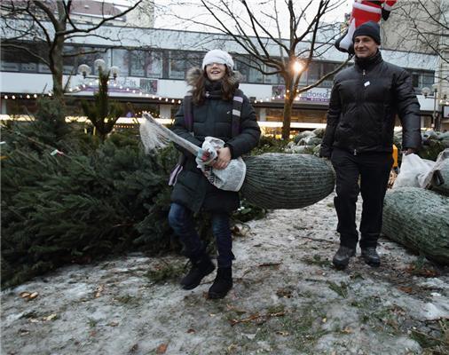 Полювання на різдвяні ялинки в Німеччині