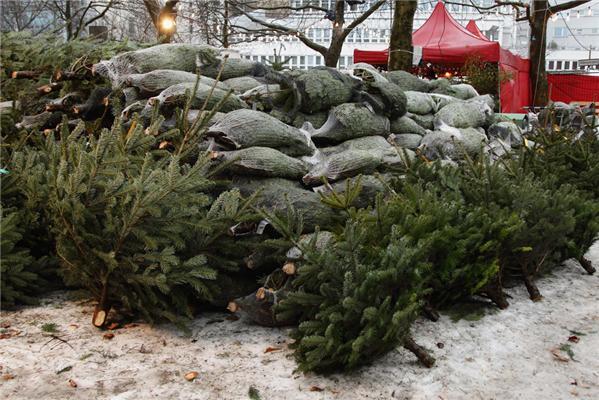 Полювання на різдвяні ялинки в Німеччині