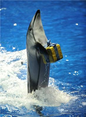 Різдвяне шоу на арені Водного стадіону в Токіо