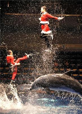 Різдвяне шоу на арені Водного стадіону в Токіо