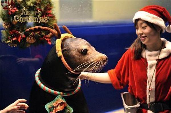 Різдвяне шоу на арені Водного стадіону в Токіо