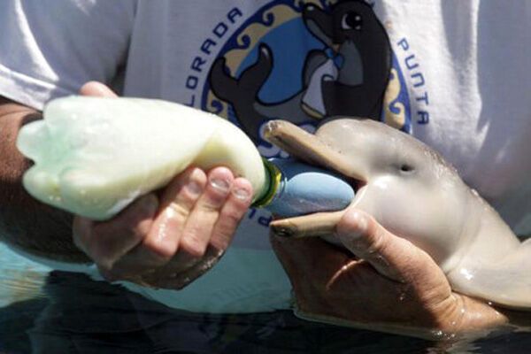Маленького дельфіненка виховує пінгвін. ФОТО
