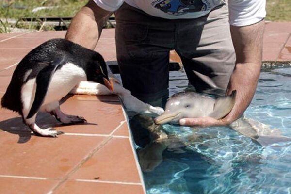 Маленького дельфіненка виховує пінгвін. ФОТО