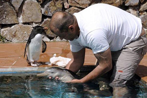 Маленького дельфіненка виховує пінгвін. ФОТО
