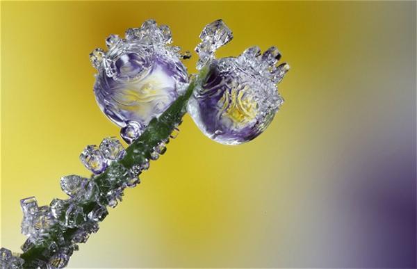 Макрофотографії сніжинок й інею від Брайана Валентайна