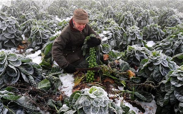 Різдвяні фото з усього світу