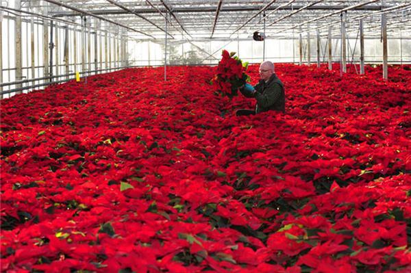 Різдвяні фото з усього світу