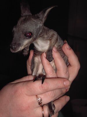 В киевском зоопарке творятся весенние чудеса. ФОТО