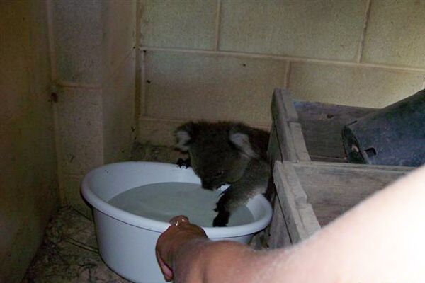 Змучені спекою коали просять у людей воду.Трогательние ФОТО