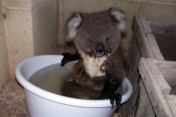Змучені спекою коали просять у людей воду.Трогательние ФОТО