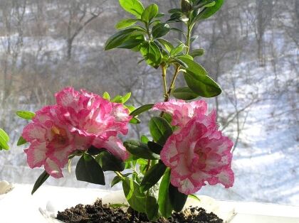 В столице, среди зимы расцвели азалии (ФОТО)