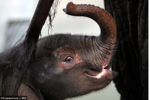 Родился слоненок–настоящее чудо! ФОТО