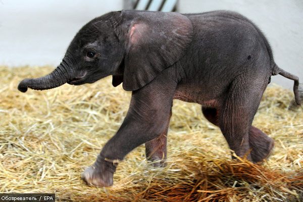Родился слоненок–настоящее чудо! ФОТО