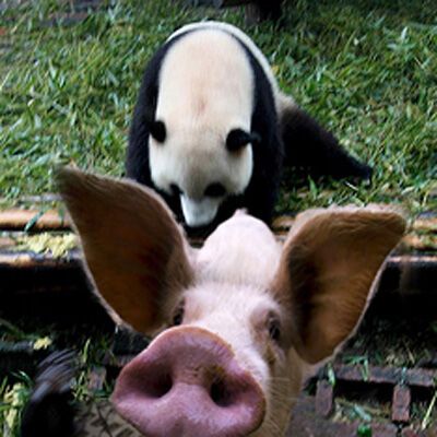 Грядет война панд со свиньями. ФОТО