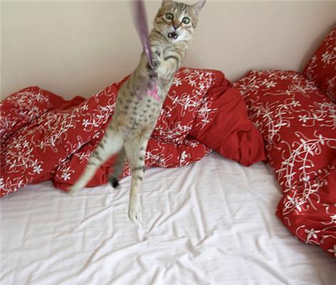 Кошки-Летяги
