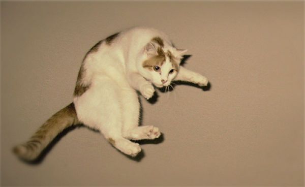 Кошки-Летяги