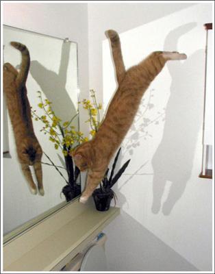 Кошки-Летяги