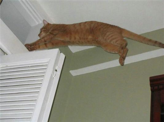 Кошки-Летяги