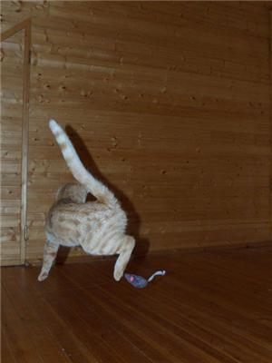 Кошки-Летяги