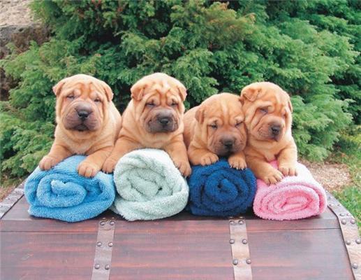 Эти смешные животные