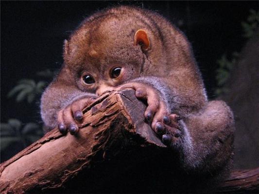 Эти смешные животные