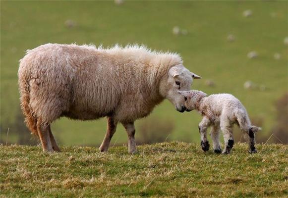 Эти смешные животные