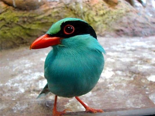 Эти смешные животные