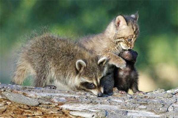 Эти смешные животные