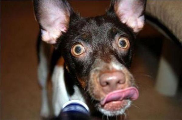 Эти смешные животные