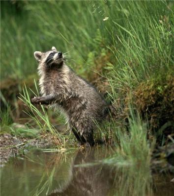 Эти смешные животные