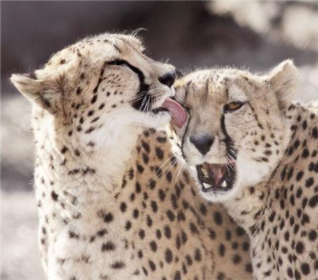 Эти смешные животные