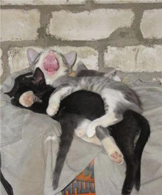 Эти смешные животные