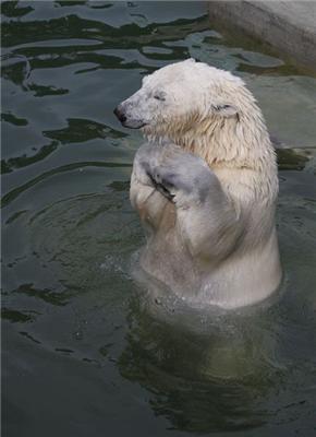 Эти смешные животные