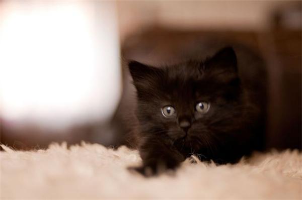 Эти смешные животные