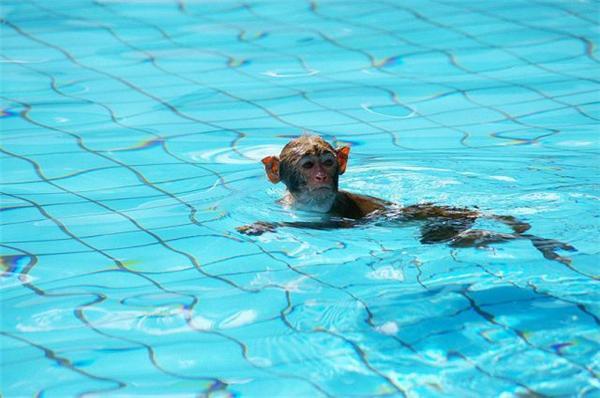 Эти смешные животные