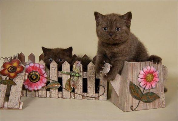 Эти смешные животные