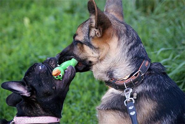 Эти смешные животные