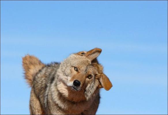 Эти смешные животные