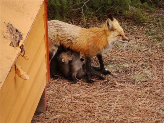 Эти смешные животные