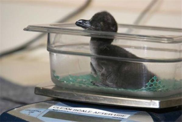 Эти смешные животные