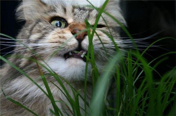 Эти смешные животные