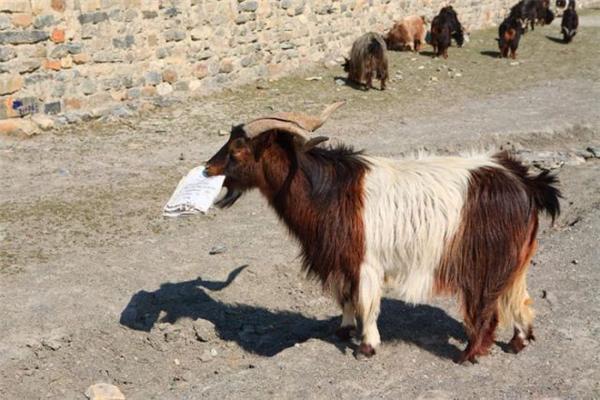 Эти смешные животные